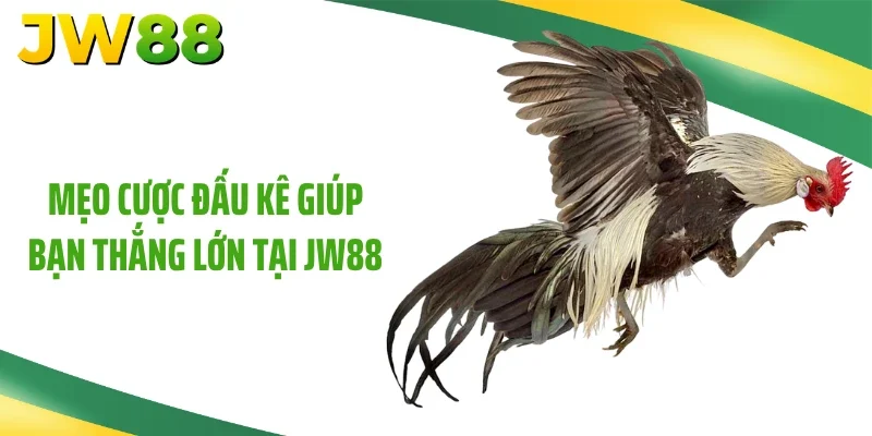 Mẹo cược đấu kê giúp bạn thắng lớn tại JW88